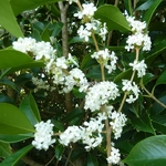 Osmanthus fortunei (1)