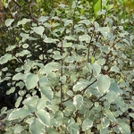 Pittosporum tenuifolium Victoria