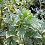 Pittosporum heterophyllum Variegatum (1)