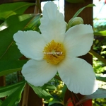 Gordlinia grandiflora (1)