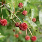 Cephalanthus occidentalis Sugar Shack (1)