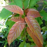 Cephalanthus occidentalis Sugar Shack (2)