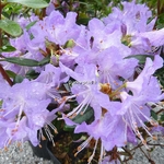 Rhododendron augustinii Blaneys Blue (1)