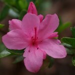 Rhododendron Kirin