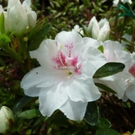 Rhododendron White Prince (1)