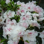 Rhododendron White Prince (6)