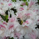 Rhododendron White Prince (5)