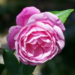 Rosa Old Blush (3)