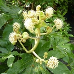 Fatsia japonica (1)