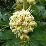 Fatsia japonica (2)