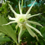 Illicium floridanum Album (3)