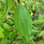 Lindera srychnifolia