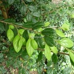 Loropetalum chinense (1)