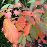 Nyssa sinensis (1)