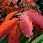 Nyssa sinensis (2)