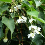 Styrax japonicus Pendulus (1)