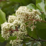 Viburnum awabuki (2)