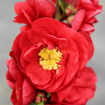 Chaenomeles Scarlet Storm (3)