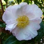 Camellia sasanqua Anshar (1)