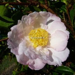 Camellia sasanqua Anshar (2)