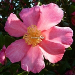 Camellia sasanqua Crimson King (1)