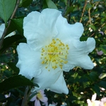 Camellia sasanqua Setsugekka