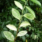 Camellia sinensis Variegata (1)