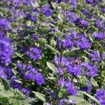 Caryopteris clandonensis Heavenly Blue (2)