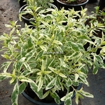 Caryopteris clandonensis White Surprise (3)