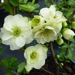 Chaenomeles Yukigoten (1)