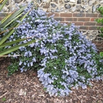 Ceanothus thyrsiflorus repens (2)