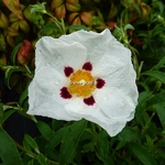 Cistus purpureus Alan Fradd