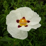Cistus purpureus Alan Fradd (2)