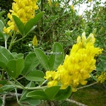 Cytisus battandieri (3)