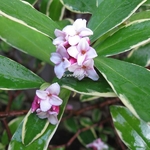 Daphne odora Aureomarginata (1)