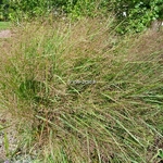 Eragrostis spectabilis