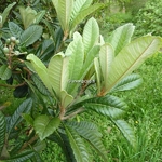 Eriobotrya japonica (1)