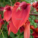 Erythrina crista-galli Compacta (6)