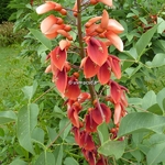 Erythrina crista-galli Compacta (5)