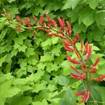 Erythrina x bidwillii (4)