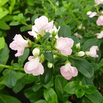 Escallonia Apple Blossom