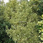 Euonymus japonicus Bravo (2)