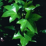 Fatshedera lizei (2)