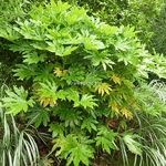 Fatsia japonica