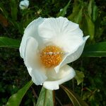 Franklinia alatamaha (2)