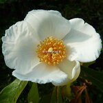 Franklinia alatamaha (3)