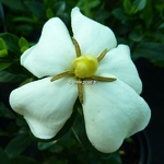 Gardenia jasminoides Kleims Hardy