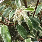 Leucothoe fontanesiana Whitewater (6)