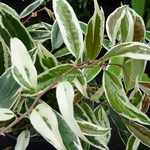 Leucothoe fontanesiana Whitewater (2)