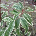 Leucothoe fontanesiana Whitewater (5)
